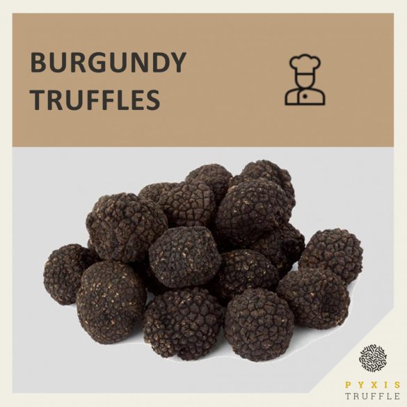 Chef Edition - Fresh Burgundy Truffles (Tuber Uncinatum)