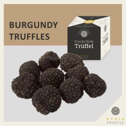 Fresh Burgundy / Black Autumn Truffles (Tuber uncinatum)