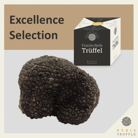 PYXIS Excellence - Fresh Burgundy Truffles (Tuber uncinatum) - 300 grams