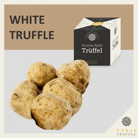 Fresh White Alba Truffles (Tuber magnatum)